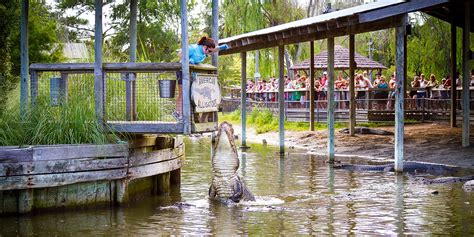 Alligator Adventure | MyrtleBeach.com