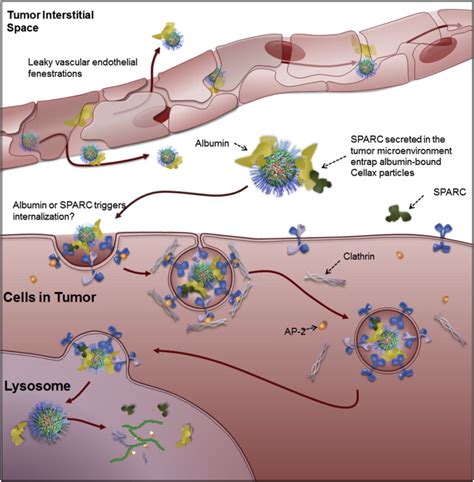 Docetaxel-carboxymethylcellulose nanoparticles target cells via a SPARC ...