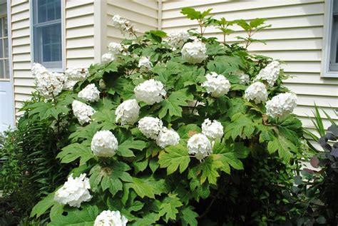 Oakleaf Hydrangea (Hydrangea quercifolia 'Alice') in the Hydrangeas ...