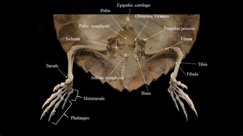 Turtle skeleton | Atlas of Comparative Vertebrate Anatomy