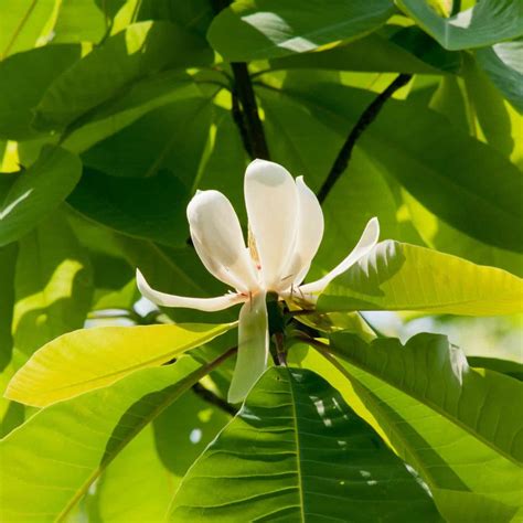 Types of magnolia trees 🌳 🌸 Discover the diverse magnolia family