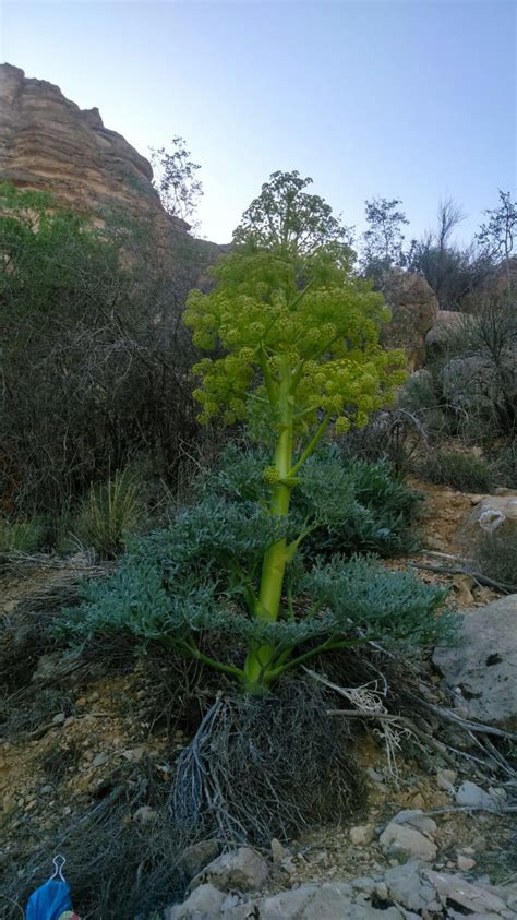 Asafoetida Plant.