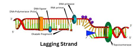 Contrasting How the Leading & Lagging Strands Add Nucleotides to the ...