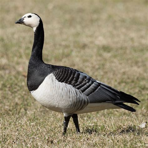 Barnacle Goose | Audubon Field Guide