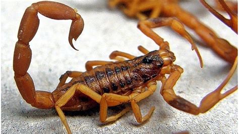 Alacranes venenosos: cómo identificarlos