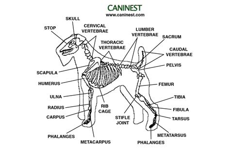 Dog Skeleton Anatomy