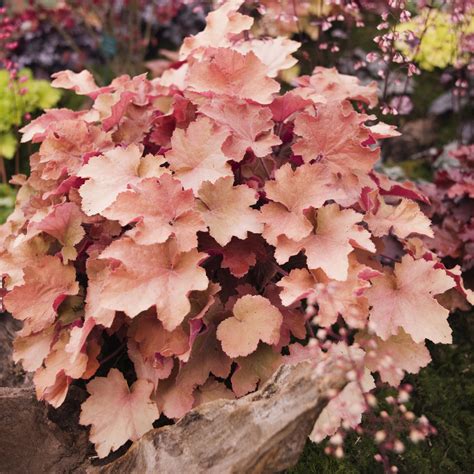 These Deer-Resistant Plants Will Keep Bambi out of Your Garden | Deer resistant plants, Heuchera ...