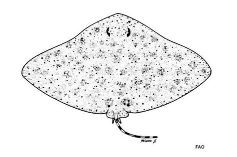 Gymnura australis