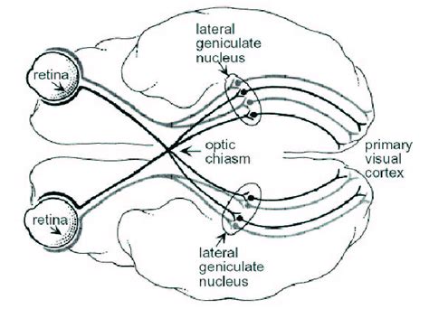 Visual pathways from the retina through the lateral geniculate nucleus ...