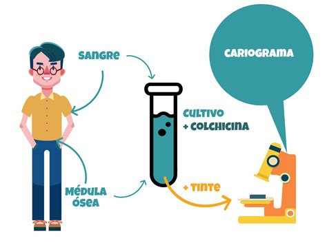 El Cariotipo: ¿Qué es y para qué sirve? - El Blog de Genotipia