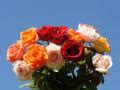 Rose wallpaper - beautiful roses bouquets