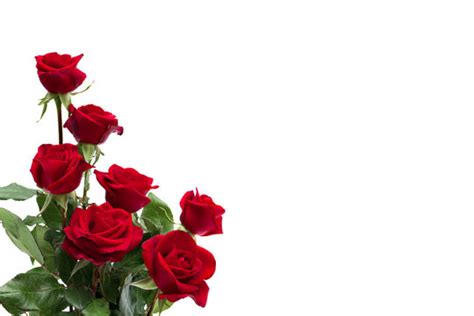 837 Background Flower Red Rose Images - MyWeb