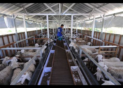 Peternakan Kambing Modern Di Indonesia Tentang Kolam Kandang Ternak ...