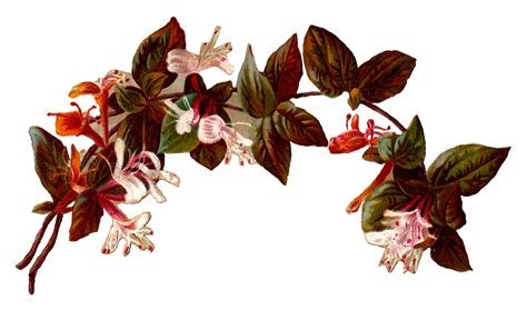 Antique Images: Vintage Digital Illustration of Flower Honeysuckle Border Design Clip Art