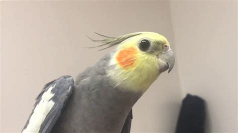 Cockatiel talking and singing! - YouTube