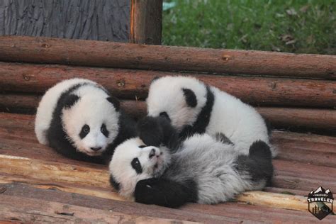 Chengdu: Home of the Giant Panda. | Unusual Traveler