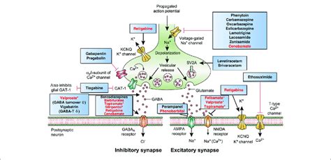 | Mechanism of action of clinically approved antiseizure medications... | Download Scientific ...