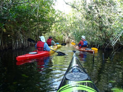 Kayaking Rookery Bay | Must Do Visitor Guides