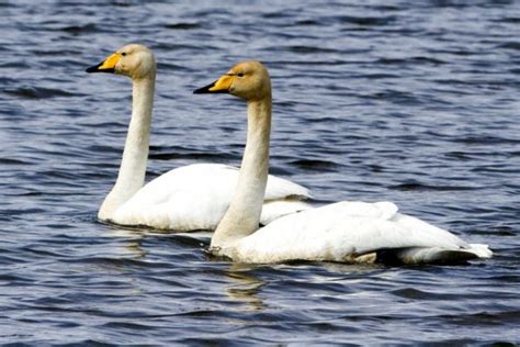 Whooper Swan - BirdWatch Ireland