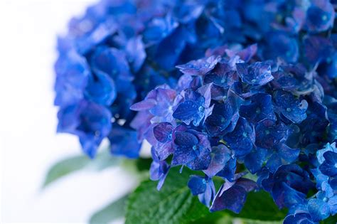 hydrangea BLUE on Behance