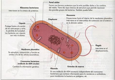 Képet rajzolni járdaszegély infláció las partes de la celula procariota y sus funciones Mártír ...