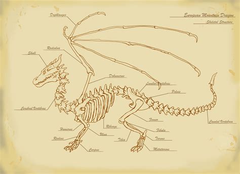 European Mountain Dragon Skeletal Structure by MrMagikMan on DeviantArt