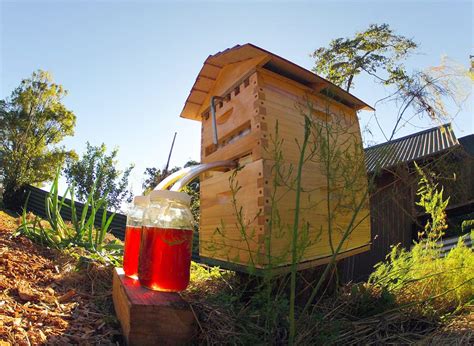 How To Have A Beehive In Your Backyard - The Backyard Gallery