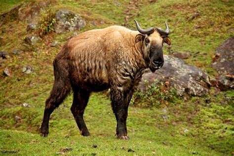 Takin | Bhutan's national animal, which looks like a combina… | Flickr - Photo Sharing!