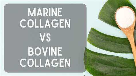 Marine Collagen Vs. Bovine Collagen | Go Vita Batemans Bay