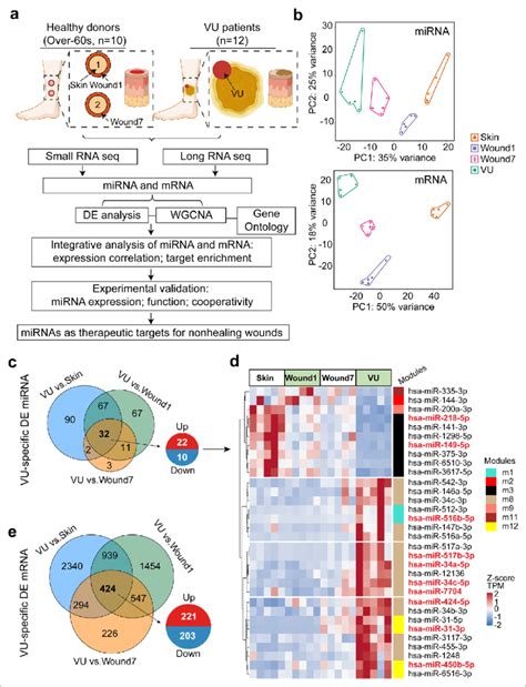 Paired profiling of miRNA and mRNA expression in human wounds. (a ...