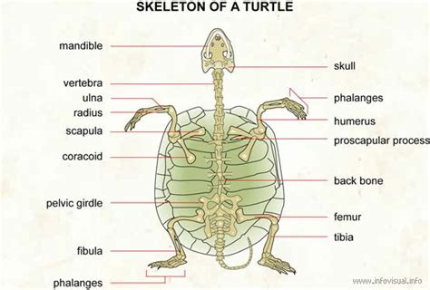 Skeleton of a turtle | Scapula, Galapagos tortoise, Turtle