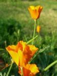 California Poppies Free Stock Photo - Public Domain Pictures