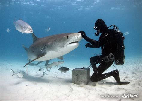 Sharks feeding. Bahamas