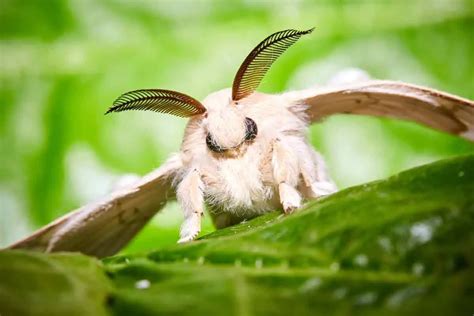 Fun Poodle Moth Facts For Kids | Kidadl