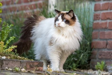 How Much Does a Ragdoll Cat Cost? 2024 Price Guide | Hepper