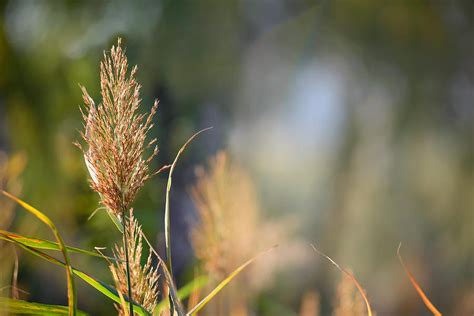 Bulrush Flower Photograph by Alain De Maximy - Fine Art America