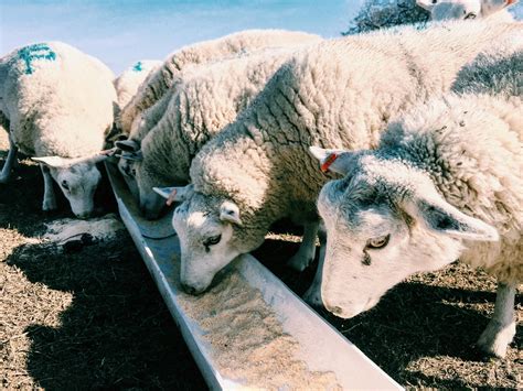 Troupeau De Moutons Mangeant De La Nourriture · Photo gratuite