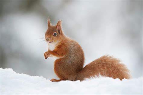 Red Squirrel Adult In Snow, Cairngorms Np, Scotland Photograph by Mark Hamblin / 2020vision ...