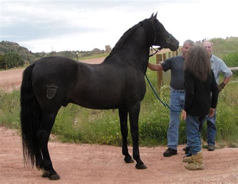 Warlander Horse Breed Information, History, Videos, Pictures