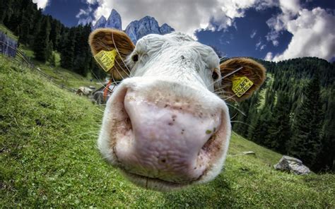 Desktop Wallpapers Cow Meadow Snout Closeup Animals