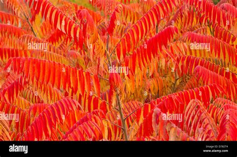 Staghorn sumac Rhus typhina fall colored leaves Stock Photo - Alamy