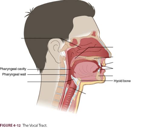 Vocal Tract Diagram Diagram | Quizlet