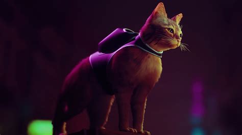 Juego de Gato Stray Fondo de pantalla 4k HD ID:11202