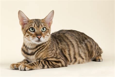 7 Hybrid Cat Breed Profiles