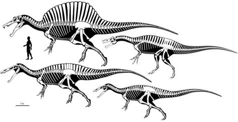 Spinosauridae - Alchetron, The Free Social Encyclopedia