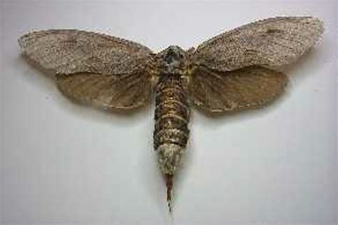 Moth - Giant Wood Moth; N-83-0 | eHive