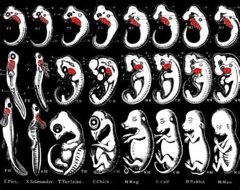 Comparative Embryology- Principle, Significance