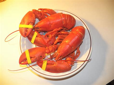 Cooked Maine Lobster Free Stock Photo - Public Domain Pictures