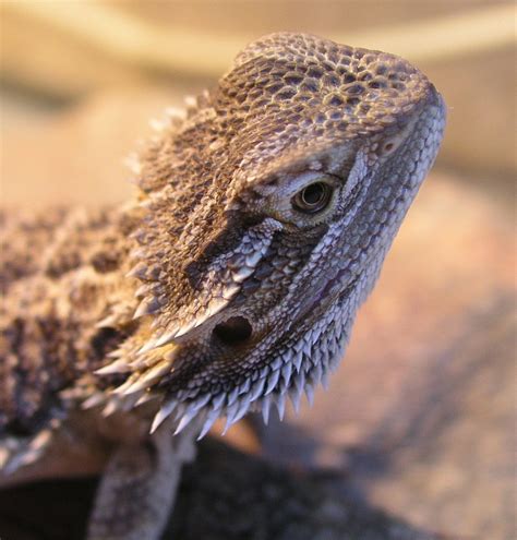 Free Pogona vitticeps (Bearded drag Stock Photo - FreeImages.com