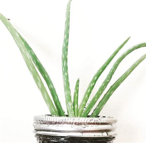 aloe vera plant air purifying house plants clean air plants plants ...